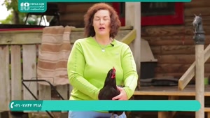 آموزش پرورش مرغ های محلی تخمگذار