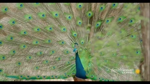 تصاویر تماشایی از طاووس های شگفت انگیز