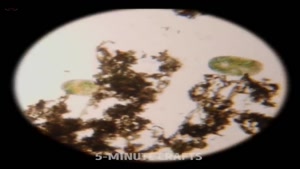 نمای اجسام زیر میکروسکوپ