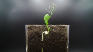 تایم لپس رشد گیاهان