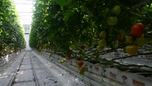 گوجه فرنگی گلخانه ای آتاویتا