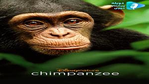 مستند Chimpanzee 2012 - شامپانزه