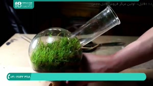گیاهان مورد استفاده در ساخت تراریوم شیشه ای 