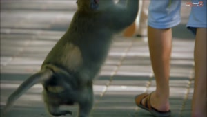 دزدیدن وسایل توریست ها توسط میمون ها