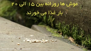 آیا موش ها به برخی مواد غذایی بیشتر جذب می شوند؟ | سم موش