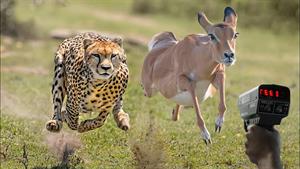 سریعترین حیوانات در زمین