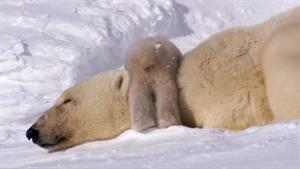 مستند تولد خرس های قطبی
