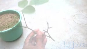 روش آسان پرورش گل رز از قلمه