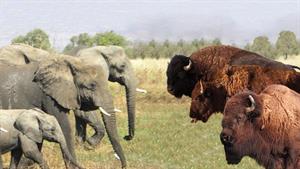 فیل سنگین تره یا بوفالو آمریکایی ؟🤔