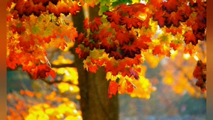 کلیپ پاییزی زیبا با کیفیت بالا