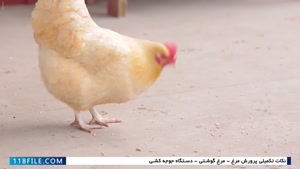 آموزش پرورش مرغ محلی-ترفند های آموزشی پرورش مرغ-تولیدمثل مرغ