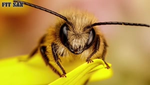 درمورد زنبورها بیشتر بدانید