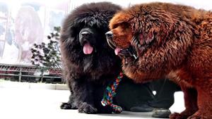 سگ قفقازی خرسی ، درشت ترین سگ
