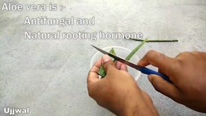 پرورش قلمه گیاهان با استفاده از هورمون ریشه زایی آلوئه ورا