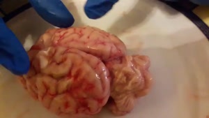 مغز ?