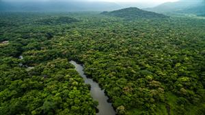 بزرگترین جنگل بارانی استوایی جهان