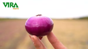 best of onion exporters 