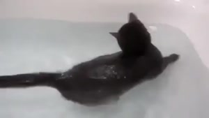 گربه شناگر