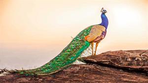 عشوه های طاووس نر با دیدن طاووس ماده  🦚