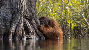 نگاهی عمیق به زندگی مخفی اورانگوتان ها 