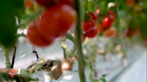 در سالن های گلخانه شیشه ای هیدروپونیک گوجه فرنگی چه می گذرد؟