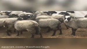 آموزش پرورش گوسفند  