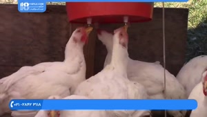 آموزش پرورش مرغ بومی تخمگذار در فضای باز 