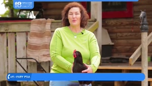آموزش تولید تخم مرغ تازه با پرورش مرغ بومی