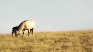 حمله ناموفق پلنگ به کُره اسب در گلستان