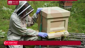 آموزش مراحل رشد و نمو زنبور عسل