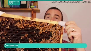 پرورش زنبور عسل | زنبورداری | تغذیه زنبور عسل