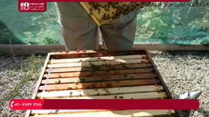 آموزش جامع زنبورداری برای تولید عسل طبیعی و شفاف 