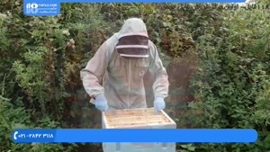 آموزش تلقیح مصنوعی در ملکه زنبور عسل 