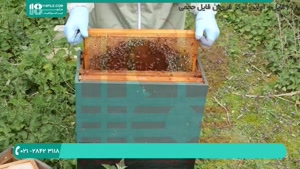 آموزش تغذیه و نگهداری کاملا اصولی زنبور عسل در زمستان