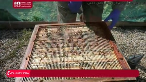 آموزش شفیرگری در کندو زنبور عسل 