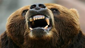 مستند جذاب حمله خرس 