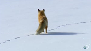 مستند جذاب شیرجه ی روباه در برف 