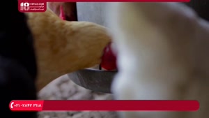  پرورش مرغ -  آموزش مقدار غذای لازم مرغ ها