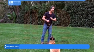 تربیت سگ - استفاده از اسباب بازی برای سرعت بخشیدن به اطاعت 
