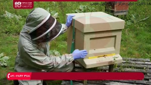 آموزش حرفه ای زنبورداری - انتقال کندوچه نیاز به غذا دارد