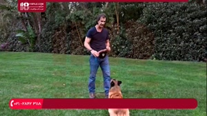 آموزش تربیت سگ -استفاده از اسباب بازی برای سرعت بخشیدن به سگ