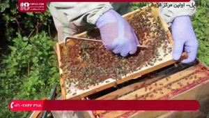 آموزش زنبورداری - چک کردن سوپرها برای عسل آماده-سعادتی