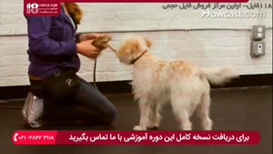 آموزش تربیت سگ - نحوه آموزش سگ برای جمع کردن و آوردن اشیا (2)