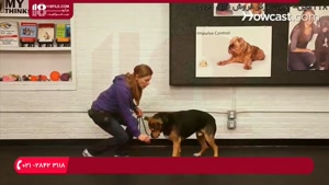 آموزش تربیت سگ - نحوه آموزش سگ به درازکشیدن (2)
