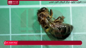 آموزش زنبور داری - تشریح میکروسکوپی انگل نایی