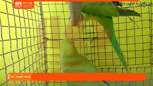 آموزش تربیت طوطی - تشخیص جنسیت طوطی سبز