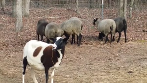 گوسفند رومانوف