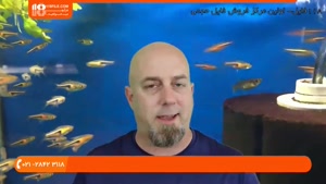 آموزش ماهی زینتی - دلایل مردن ماهی ها