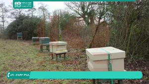 آموزش زنبورداری - گذراندن زمستان کندوهای چندگانه