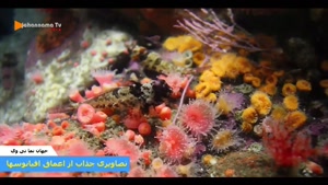 تلویزیون جهان نما تی وی-تصاویری جذاب از اعماق اقیانوس 